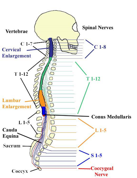 Color Coded Spinal Nerves